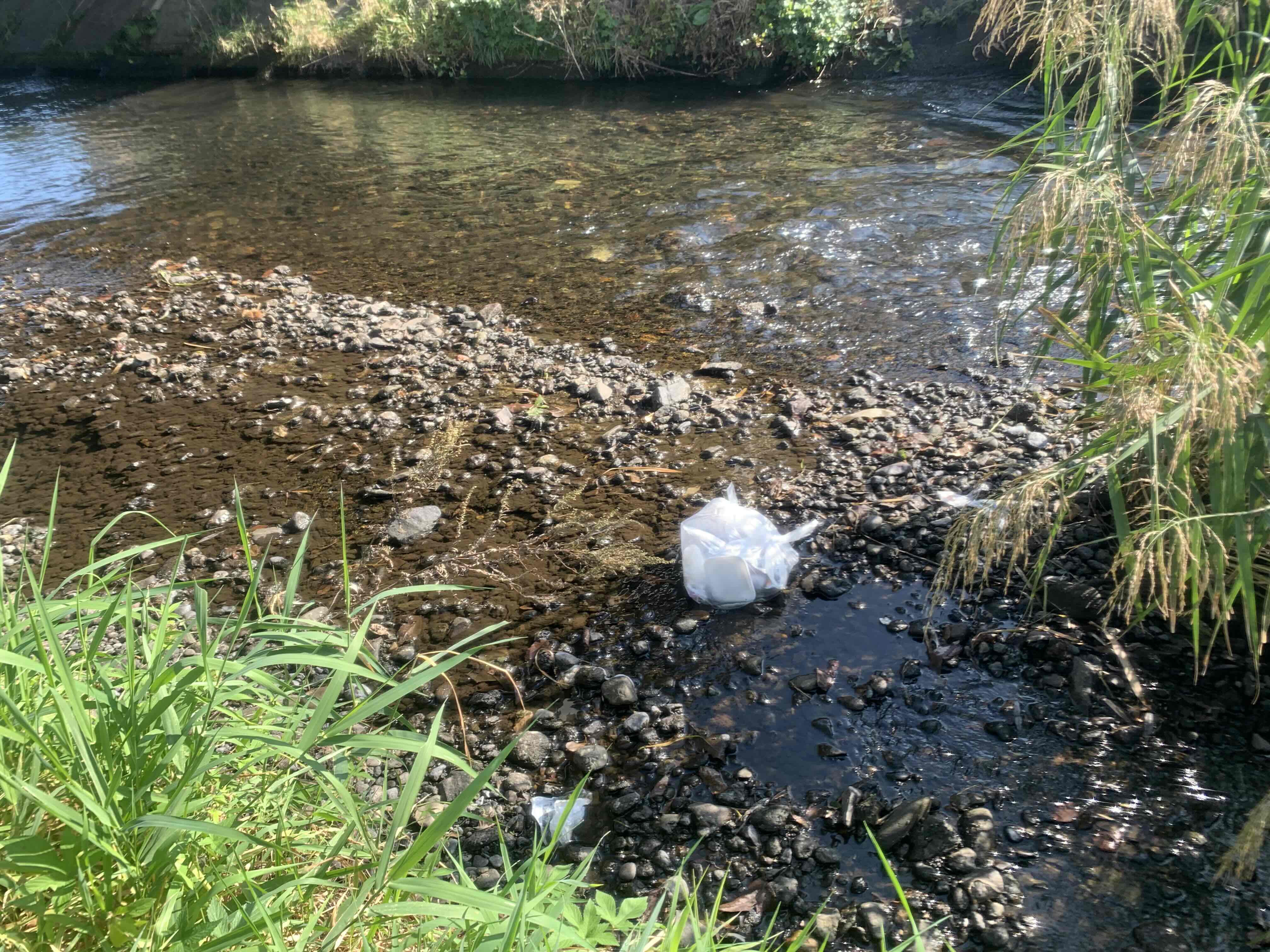 10月10日の諸葛川でゴミ退治